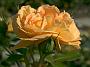 Rosa Bersteinrose